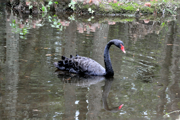 a Black Australian Swan
